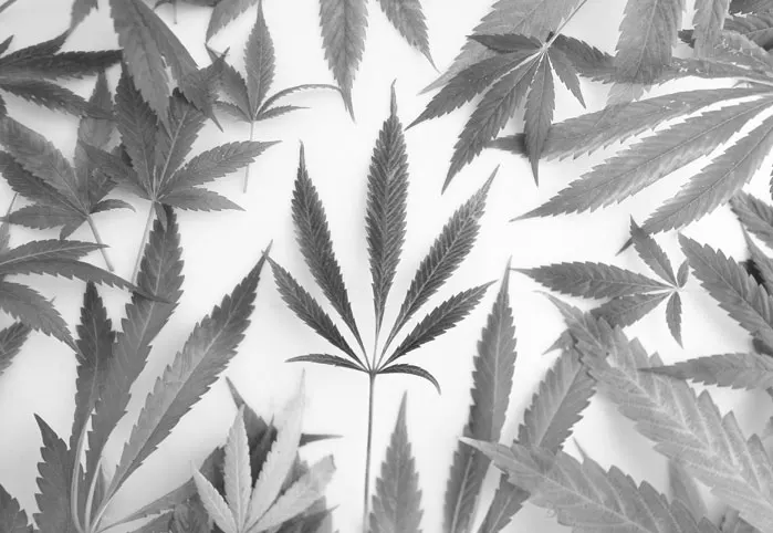 Cannabis-Varieties